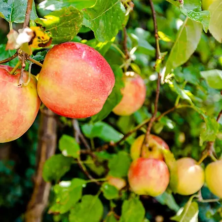 De Ranck Alojamento de Acomodação e Pequeno-almoço 3*