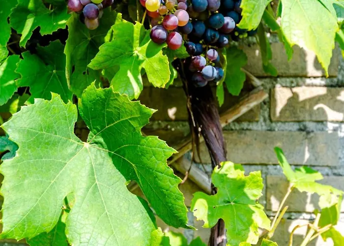 ベッド・アンド・ブレックファスト De Ranck ハーレム