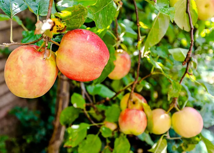 De Ranck ベッド・アンド・ブレックファスト 3*